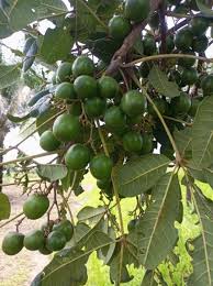 Image result for Vitex doniana