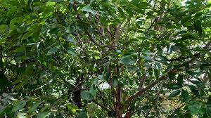 Image result for Faurea intermedia