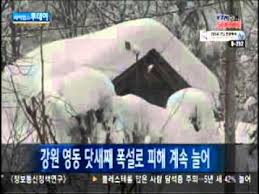 강원도 고립공원 /태백산 설경속의 눈꽃 세상에 대한 이미지 검색결과
