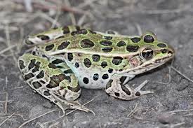 Image result for Lepidagathis andersoniana