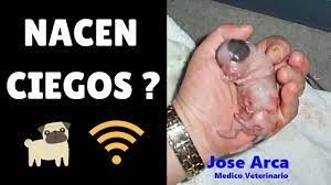 A Los Cuantos Dias Abren Los Ojos Los Perros Recien Nacidos Te Lo Explico Adentro Youtube