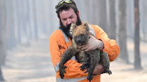 Hier finden sie alle informationen der faz zum thema australien. Australien Geschatzt Eine Milliarde Tiere Durch Brande Gestorben Artikel Von The Weather Channel Weather Com