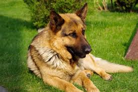 German Shepherd Heat Cycle And First Heat Explained