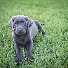 We did not find results for: Jake Is 8 Weeks Old Sweetie Pie Charcoal Lab Yellow Lab Puppies Lab Puppies Animal Photography Dogs