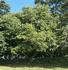 Image result for Ocotea