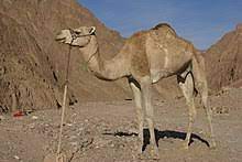 The contour in the fabric of a lower garment (e.g. Dromedary Wikipedia