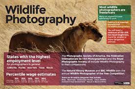 How To Become A Wildlife Photographer The Art Career Project Wildlife Photography Tips Wildlife Photography Wildlife