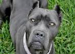 Blue Cane Corso Puppies, Cane Corso Puppies for Sale Cheap