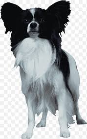 Collie Kopek Png Images Pngegg