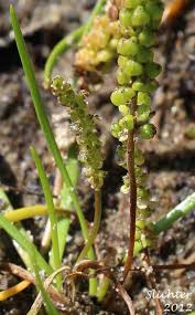 Image result for Triglochin striata