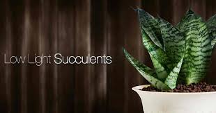 Many live in extremely dry many cacti have short growing seasons and long dormancies, and are able to react quickly to any. 30 Best Low Light Succulents For Growing Indoors