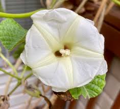 Image result for Ipomoea albivenia