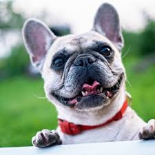 Call us today at 206.784.3810 for an appointment. Thefamily Pet Store Home Facebook