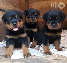 Rottweiler puppies ready for good home will be ten weeks old, pets only. Box Head Rottweiler Pups For Sale In Lagos State Dogs Puppies Kolapo Sean Jiji Ng