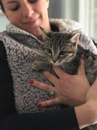 Amber & Audrey are from the same TNR job as Annie. They are such sweet  girls who are looking for their new family together. They are around 4  months old, fully vaccinated,