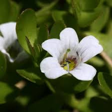 Image result for Bacopa