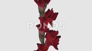 Time Lapse Of Opening Red Gladiolus Flower 4k With Alpha Channel Stock Footage Red Gladiolus Opening Time Gladiolus Gladiolus Flower Flowers
