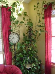 All Sizes Heart Leafed Philodendron Flickr Photo Sharing This Would Be Good Hanging Fr Heart Leaf Philodendron Plant Care Houseplant Philodendron Plant