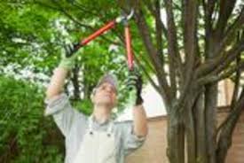 Search our list of qualified tree services who offer free estimates on tree removal, trimming and stump grinding today. Deluxe Tree Trimming Tree Service In San Diego Ca