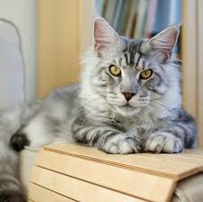 12 Affectionate Cat Breeds That Are Basically Dogs In 2020 Large Cat Breeds Cat Breeds American Shorthair Cat