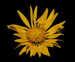 Image result for Berkheya speciosa