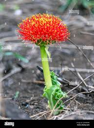 Image result for Scadoxus puniceus