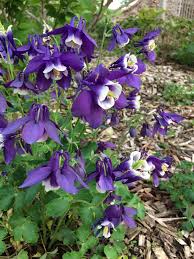 Image result for Aquilegia flabellata ministar