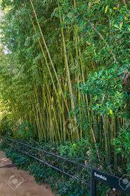Enjoy free shipping on most stuff, even big stuff. High Bamboo Thickets Behind The Fence Along The Footpath Stock Photo Picture And Royalty Free Image Image 91552757