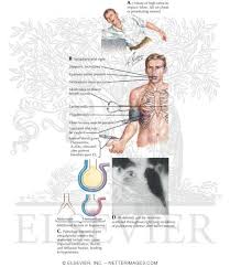 Image result for Pulmonary Contusion