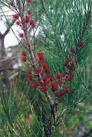 Image result for Casuarina littoralis