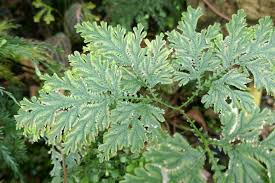 Image result for Selaginella mittenii