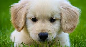 They're fluffy little teddy bears that are full of how to train your golden retriever puppy. 10 Things You Need To Know About The Miniature Golden Retriever