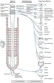 The severity of the symptoms depends on the amount of venom that was injected. Acetylcholine Wikiwand