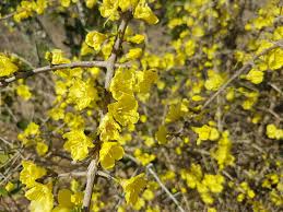 Image result for Rhigozum zambesiacum