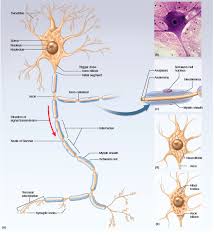 Pin On Brain