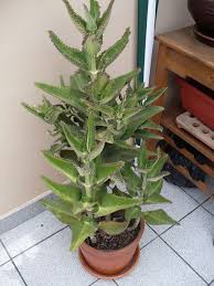 Pin En Suculentas Kalanchoe