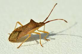 Braune Randwanze Hasel Randwanze Foto Bild Tiere Wildlife Insekten Bilder Auf Fotocommunity
