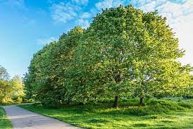 Tilia Tomentosa Silver Linden Trees To Plant Annual Plants Flowering Cherry Tree