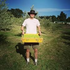 Our First Ever Crate Of Olives Harvested Back In June 2007 Tbt Throwbackthursday Abitgreen Olives Olivegrove Thetreesweresos Olive Harvest Olive Crates