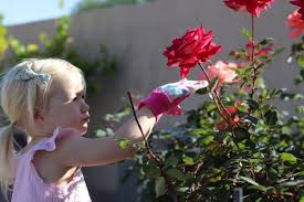Potted roses can be planted any time between spring and fall, but for be careful with how much water your rose garden gets. Jamison Pearl