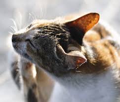 The cat biting louse is from the genus felicola. Mange In Cats 5 Mites That Can Frustrate Your Feline