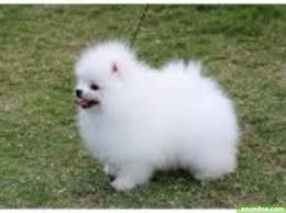 Almeria Almeria Regalo Cachorros De Pomerania Almeria Ciudad