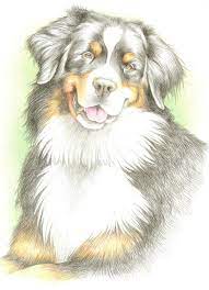 Check spelling or type a new query. Pin On Berner Sennenhunde Bilder