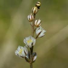 Image result for Eriospermaceae