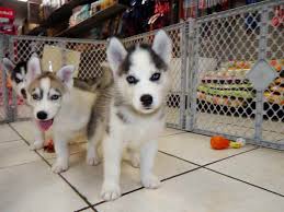 The new discount codes are constantly updated on couponxoo. Husky Puppy For Sale Craigslist Petsidi