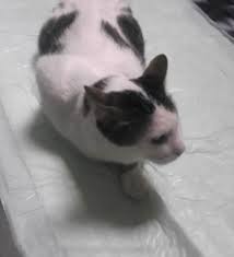 Tek Bobrekle Yasama Tutunan Ogul Un Hikayesi Kedi Evcil Hayvanlar Ogullar