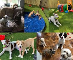 We did not find results for: Doggie Daycare Amelia Pointe Animal Hospital Daycare In Fernandina Beach