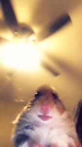 Pin By Moon On Mood Funny Animal Memes Funny Hamsters Cute Animal Memes