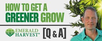 Get A Greener Grow Emerald Harvest Q A Expert Advice
