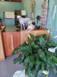 Maybe you would like to learn more about one of these? Lisa S Pet Grooming Home Facebook